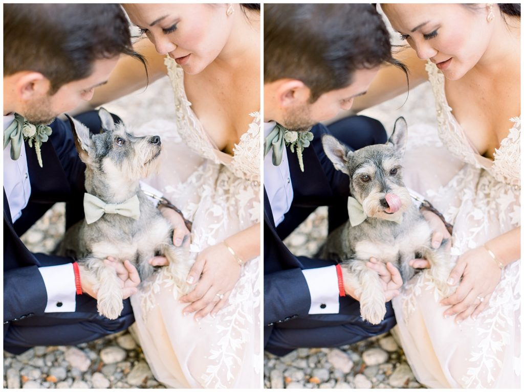 Miniature Schnauzer bowtie dog friendly wedding