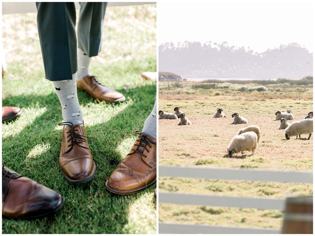 Groomesmen show their sheep patterned socks next to a flock of sheep. 
