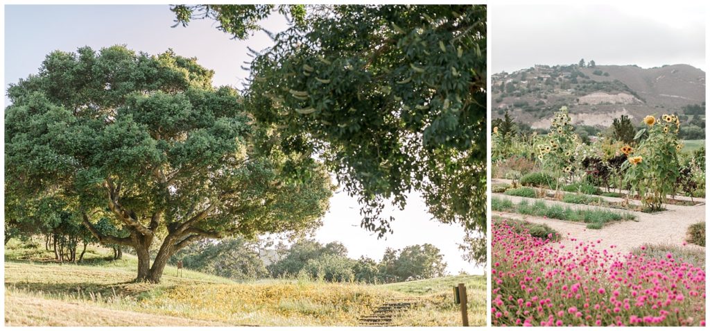 California Boho Bride. Carmel Valley Ranch fields and sunflower patch with pink flowers.