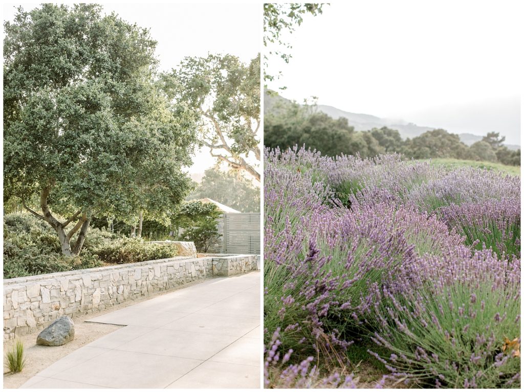 Carmel Valley Ranch Lavender fields and stone walkway.