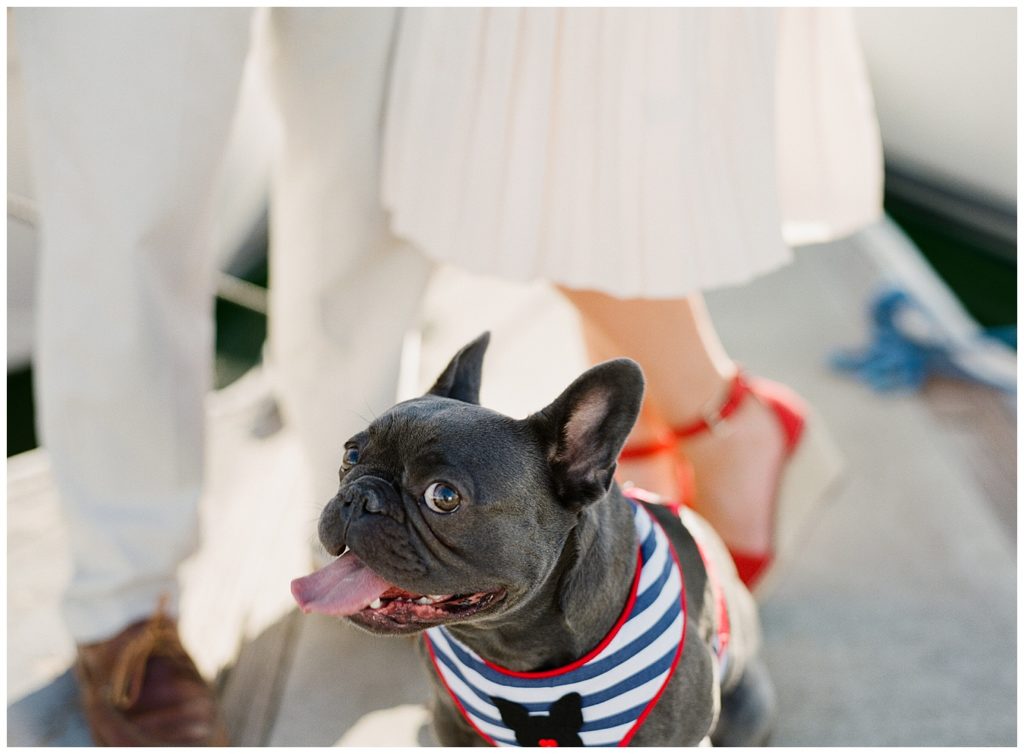 close up of a French bulldog in a sailor jacket with a black bowtie, her tongue is out and she's looking at the camera