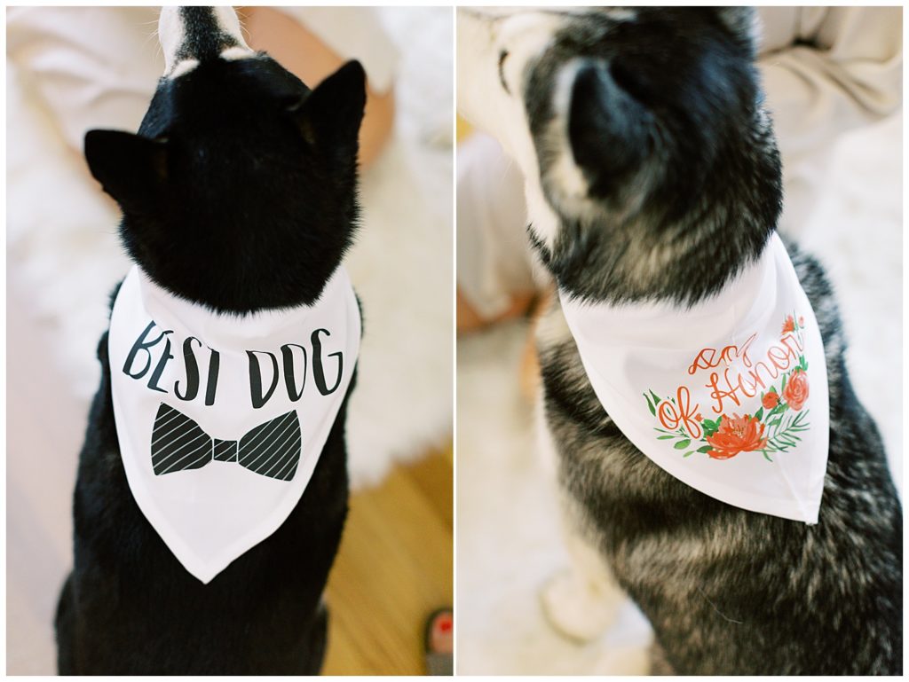 Two adorable dogs with their wedding bandanas, one reading "Best Dog", the other reading "Dog of Honor" by film photographer AGS Photo Art