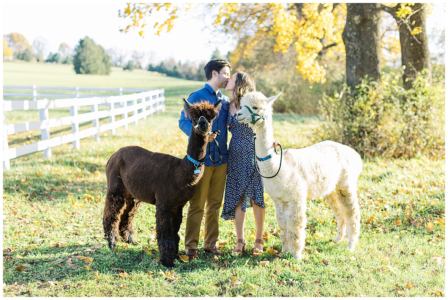 landscape portrait of the couple sharing a kiss with their favorite brown and white alpacas by their sides by film photographer AGS Photo Art