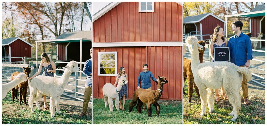 set of photographs of the couple feeding their two alpacas in front of a red barn