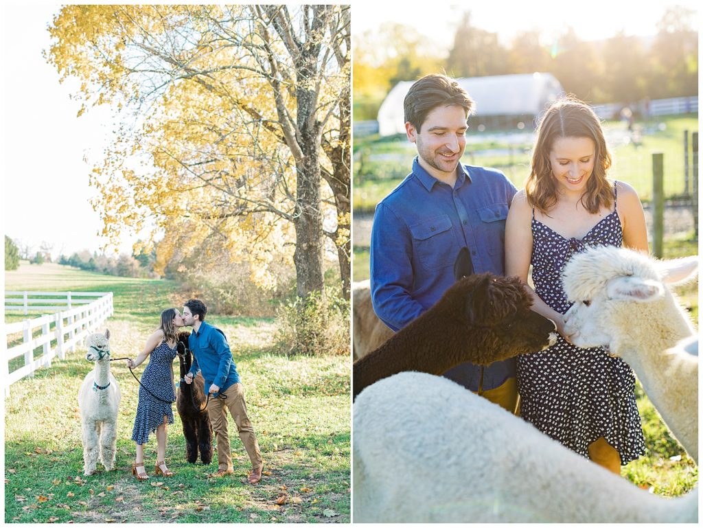 couple sharing a kiss with their alpacas keeping them company; the couple smiling and petting their pair of brown and white alpacas by film photographer AGS Photo Art