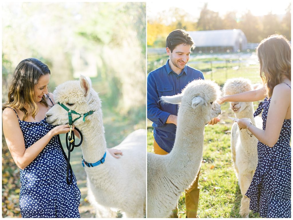 couple feeding and petting white alpacas