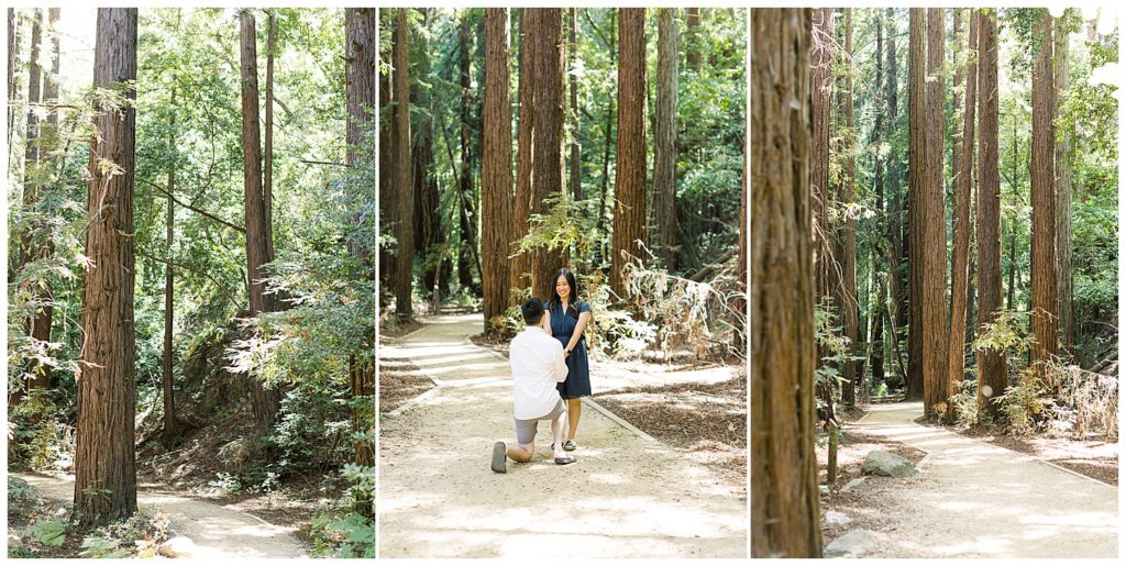 surprise proposal in Big Sur redwoods