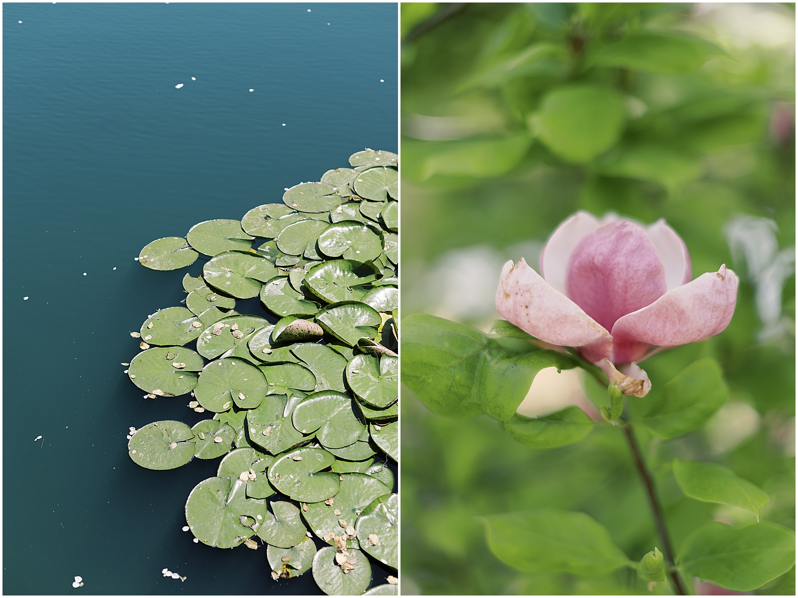 wedding venue images with lillypads