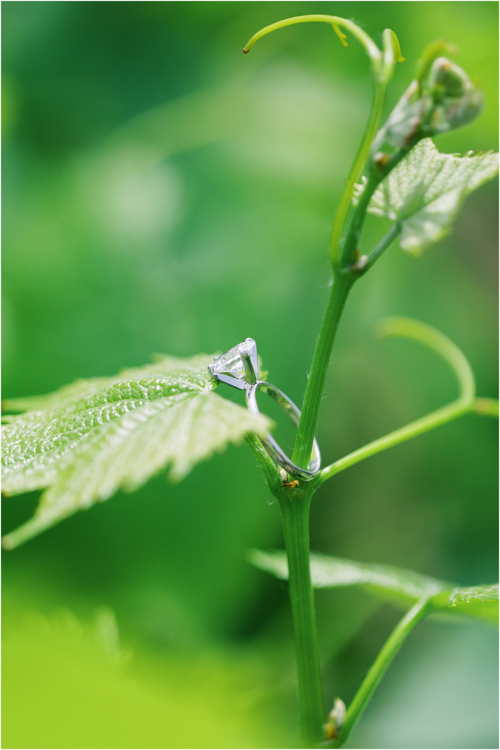 Closeup of an oval solitaire engagement ring from a Carmel winery proposal.