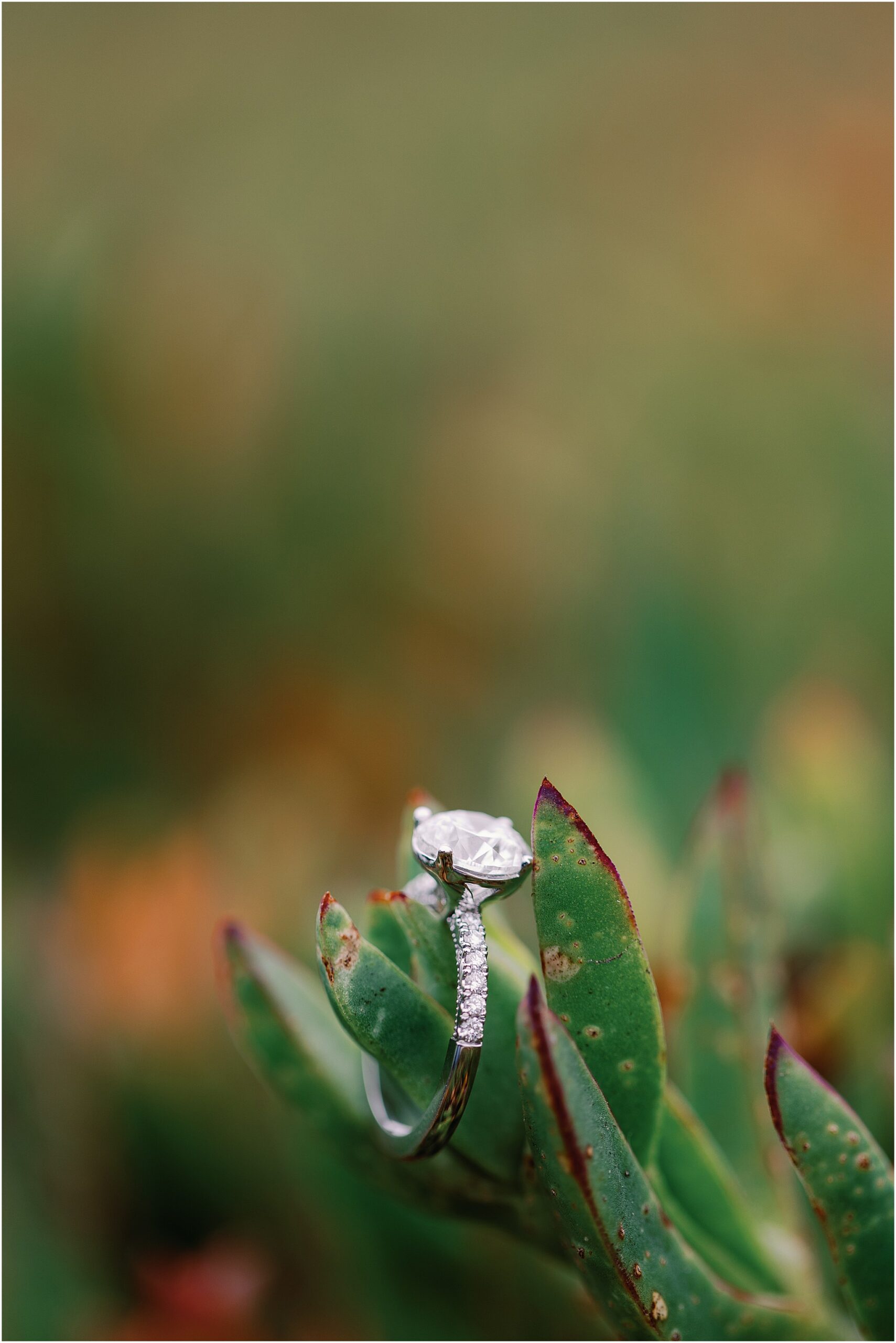Round Tacori engagement ring photographed on Carmel Beach.