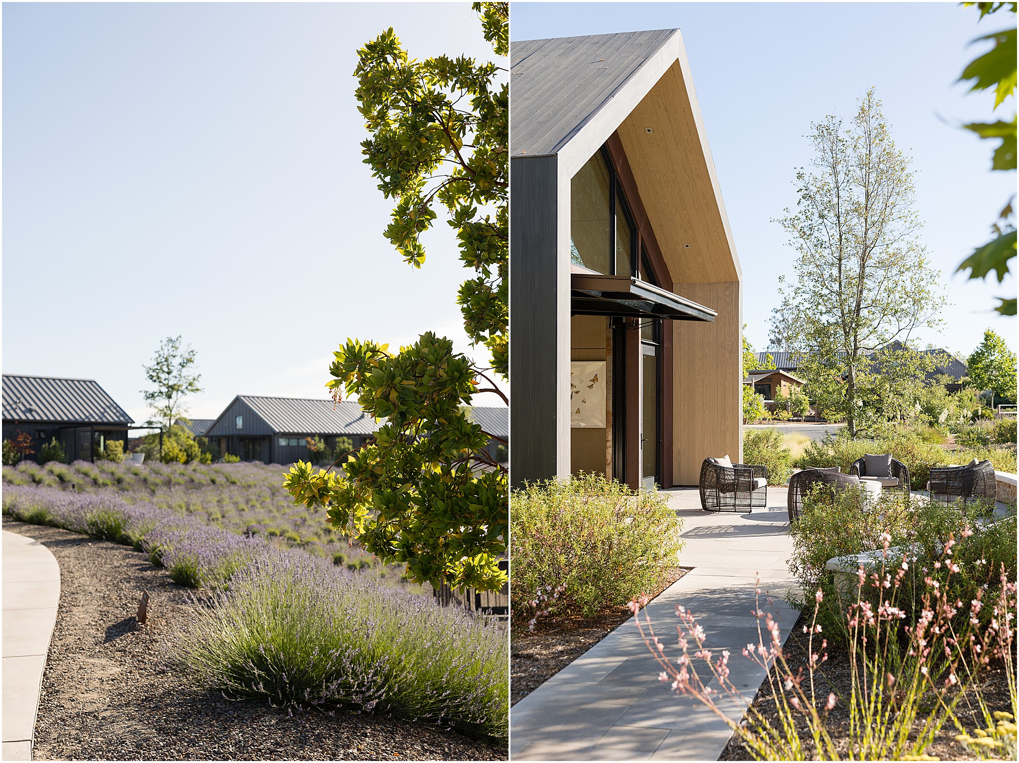 Lush lavender landscape in Northern California wine country.