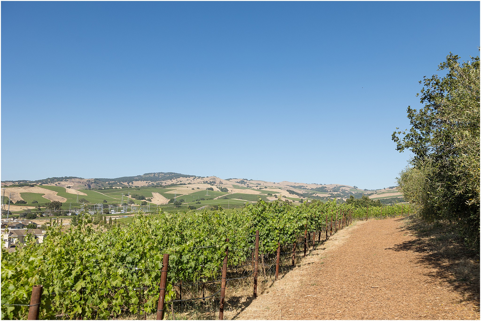 Napa Valley vineyard landscape with rolling hills and blue sky.
