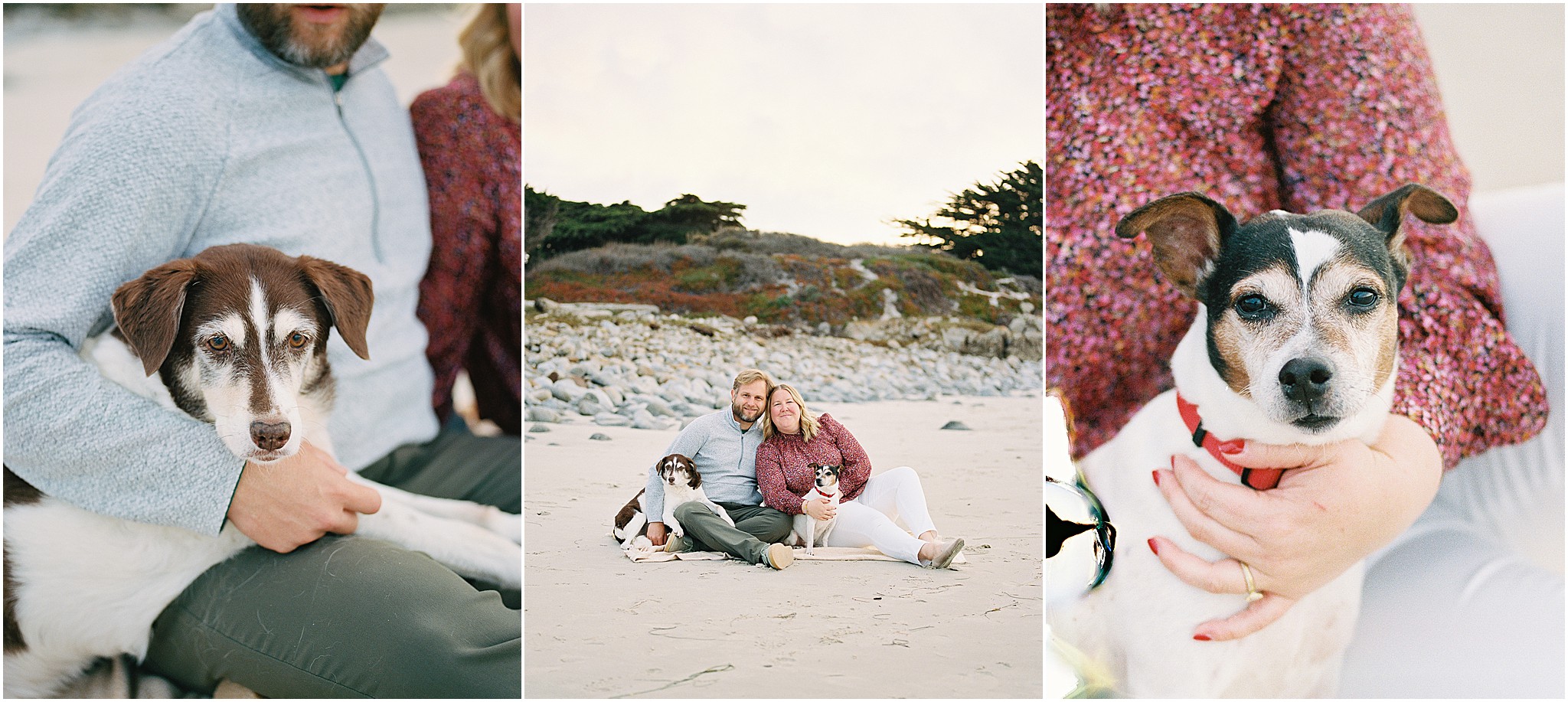 Family photos with dogs featuring a couple and their two pups on a sandy beach